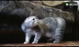 猫叫视频,揭秘猫叫声背后的秘密