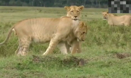 搞笑动物视频,笑到肚子疼！