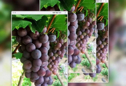 葡萄视频,探索短视频世界的魅力与奥秘